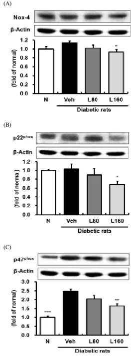 Fig. 1. Renal NADPH oxidase subunits protein expressions Representative  immunoblots  for  (A)  NOX-4,  (B)  p22 phox ,  and  (C)  p47 phox 