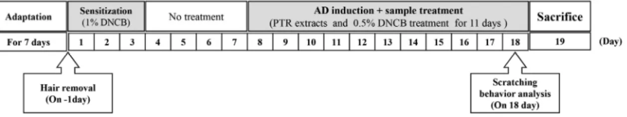 Fig. 1. Experimental scheme for atopic dermatitis induction and PTR application.Number: KHUASP(SE)―14-030)