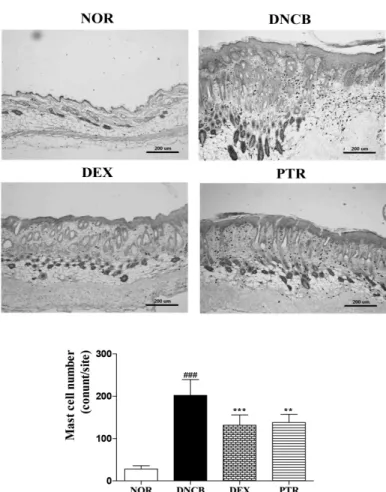 Fig. 3. Effects of PTR on the number of mast cells in DNCB-induced mice. Toluidine blue staining showed a decrease the  number of mast cells in the RTR group