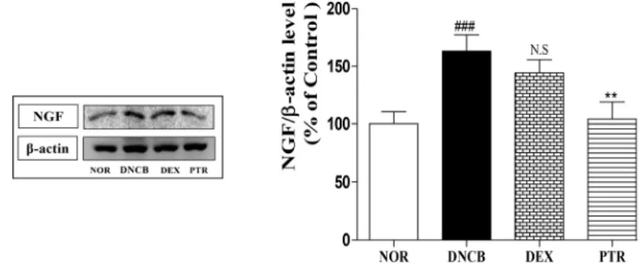 Fig. 5. Effects of PTR on scratching behavior in DNCB-induced  mice. Scratching behavior of mouse was checked after  1 h had passed following the last application of DNCB (on  18 day)