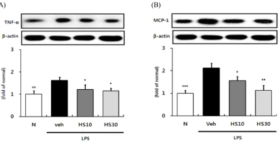 Fig. 4. Effects of HS on TNF-a and MCP-1 expressions in LPS-induced ICR mice liver.  TNF-a (A) and MCP-1 (B) protein  expressions in liver