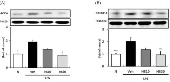 Fig. 6. Effects of HS on SREBP-1 activity and ACCa expression in LPS-induced ICR mice liver