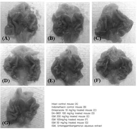 Fig. 1. Representative gross observations of the fundic mucosaIntact control mouse (A)