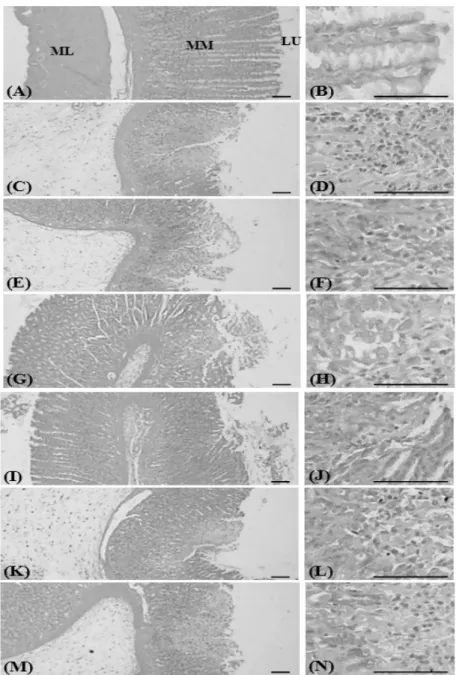 Fig 4. Microscopic appearance of fundic damages  Intact control rat (A, B)