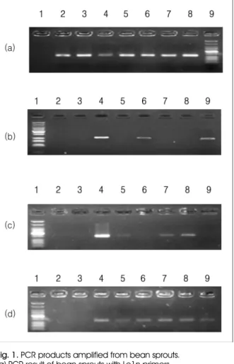 Fig. 1. PCR products amplified from bean sprouts.