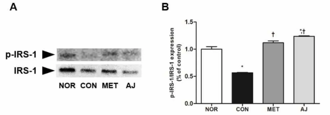 Fig. 5. Effects of AJ on IRS-1 and p-IRS-1 in the liver of diabetic rats. The expression of IRS-1 and phospholyrated IRS-1  were determined by western blot analysis