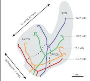Fig. 2. Anatomy of Cochlear nucleus. AVCN : Antero- Antero-ventral cochlear nucleus, PVCN : PosteroAntero-ventral  co-chlear nucleus, DCN : Dorsal coco-chlear nucleus.