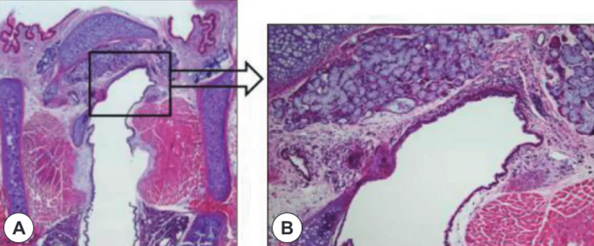 Fig. 4. The modified group A : Histologic finding in larynx (HE stain). A little inflammatory cell in epiglottis