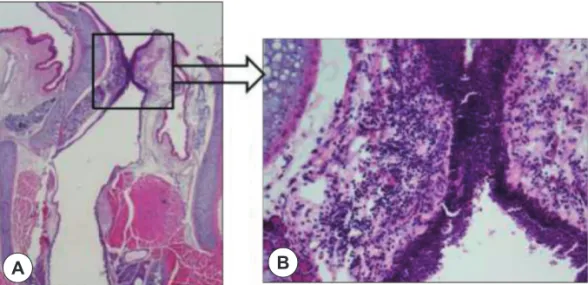 Fig. 7. The modified group B : Histologic finding in larynx. Mild infiltration of inflammatory cell in inter-arytenoid mucosa