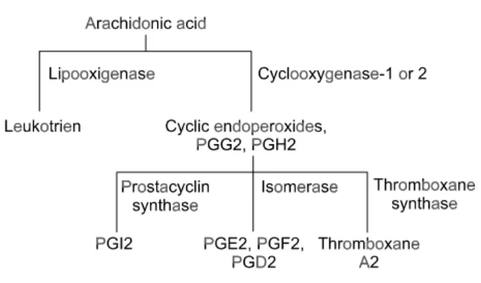 Fig.  2.  Arachidonic  acid  pathway.