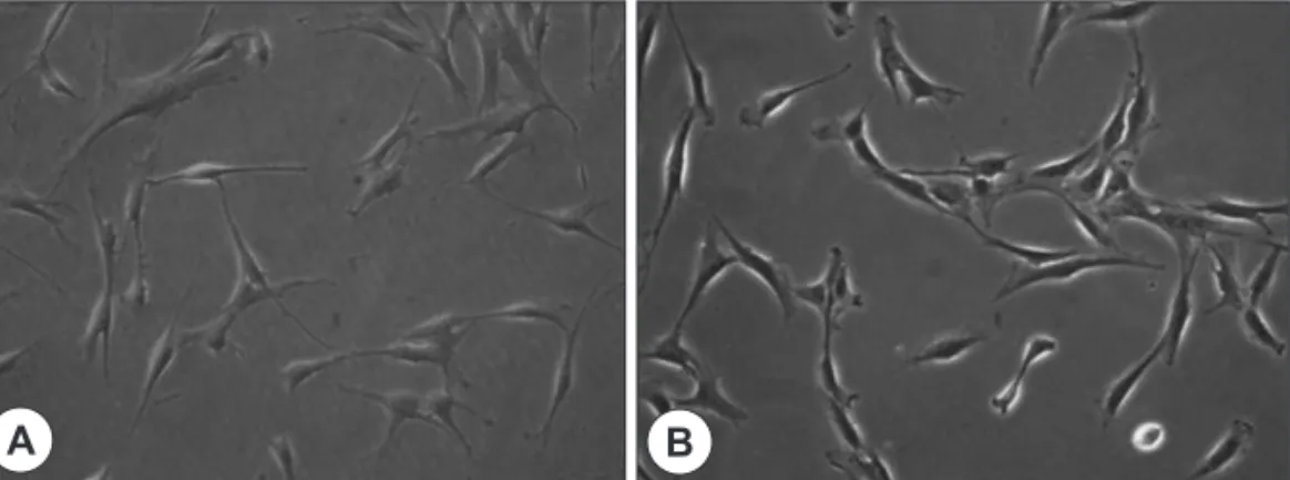 Fig. 1. Morphology of T-MSCs and BM-MSCs. The fibroblast-like spindle-shaped appearances of T-MSCs (A) is similar to  BM-MSCs (B)(×200).