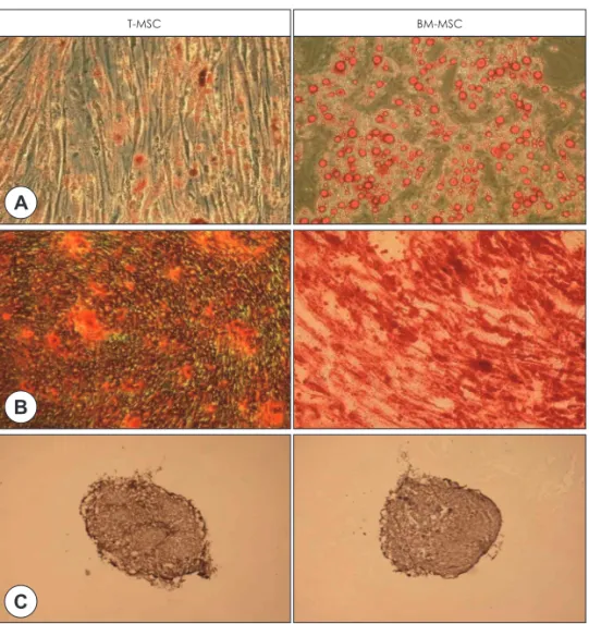 Fig. 2. Histological analysis of differentiation potential of T-MSCs and BM-MSCs. Representative micrscopic images  views of the differentiation of T-MSCs compared to BM-MSCs into adipogenic (A), osteogenic (B) and chondrogenic  (C) lineages (×200)