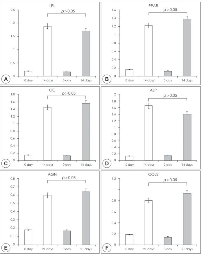 Fig. 3. Gene expression analysis of differentiation potential of T-MSCs and BM-MSCs. Adipogenic genes are (A) lipopro- lipopro-tein lipase (LPL) and (B) proliferator-activated receptor-gamma (PPARγ), osteogenic genes are (C) osteocalcin (OC)  and (D) alkal