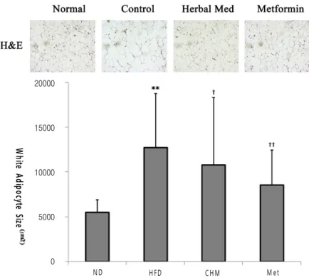 Fig. 4. White Adipocyte Size of Each Experimental Group.