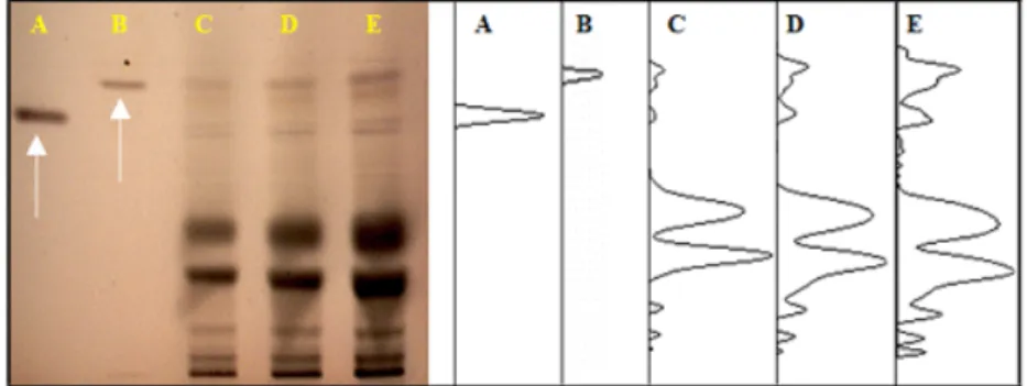 Figure  1.  HP-TLC-based  fingerprint  of  JGT.