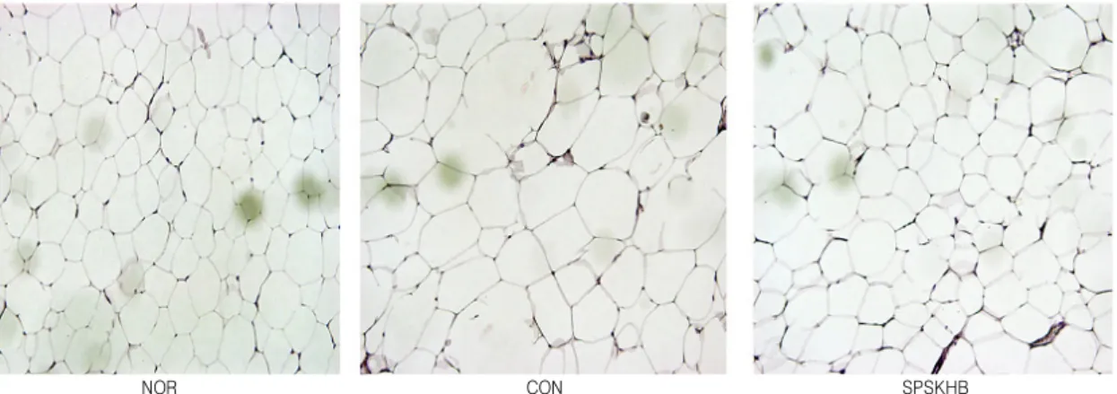 Fig.  3.  White  Adipose  Tissue  Size  of  Each  Experimental  Group.