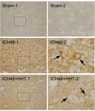 Fig.  7.  Representative  sections  of  AQP4  positive  cells  in  peri-hematoma  of  ICH-induced  rats