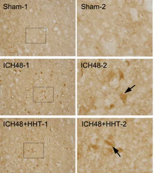 Fig.  9.  Representative  sections  of  AQP9  positive  cells  in  peri-hematoma  of  ICH-induced  rats