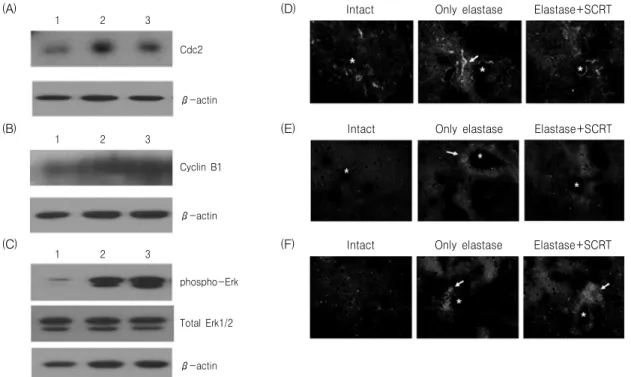 Fig. 9. Protein  analysis  for  Cdc2,  cyclin  B1  and  Erk1/2  in  lung  tissue.  Mice  were  inhaled  with  elastase  once,  and  then  treated  with  SCRT  or  distilled  water  for  7  days