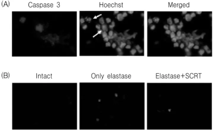 Fig. 2. Effect  of  SCRT  on  elastase-induced  apoptosis  via  immunofluorescence  staining  of  caspase  3