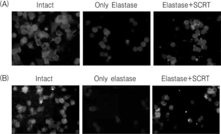 Fig. 3. Effect  of  SCRT  on  intra-cellular  elastin  (A)  and  collagen  (B)  level  in  elastase-treated  A549  cells