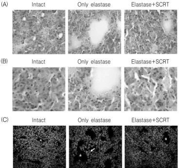 Fig. 6. Histopathological  analysis  of  lung  tissues.  Mice  were  inhaled  with  elastase  (0.4  unit)  once,  and  then  treated  with  SCRT  (400  ㎎/㎏,  p.o)  or  distilled  water  for  7  days