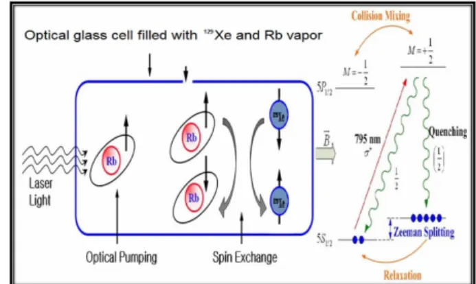 Fig. 1. (Color online) 129 Xe polarization scheme.