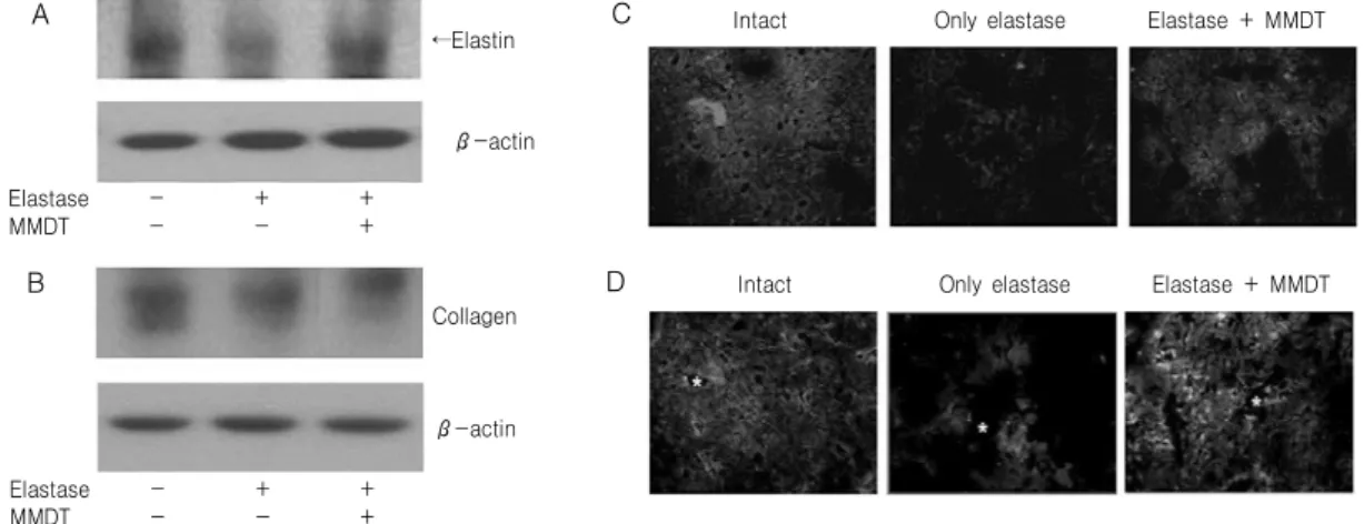 Fig. 8. Elastin  and  collagen  protein  analysis  in  lung  tissue.  Mice  were  inhaled  with  elastase  (0.4  unit)  once,  and  then  treated  with  MMDT  (400  ㎎/㎏,  p.o)  or  distilled  water  for  7  days