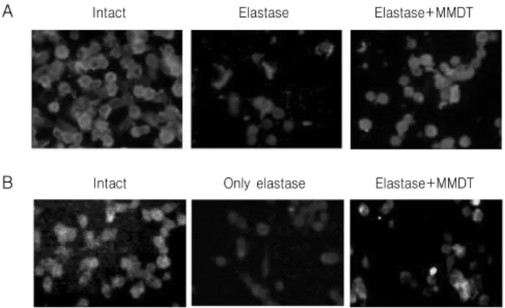 Fig. 3. Effect  of  MMDT  on  intra-cellular  elastin  (A)  and  collagen  (B)  level  in  elastase-treated  A549  cells