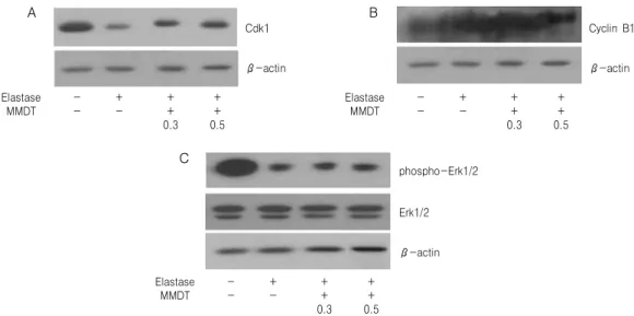 Fig. 4. Effects  of  MMDT  on  Cdk1  (A),  cyclin  B1  (B)  and  phospho-Erk1/2  (C)  protein  level  in  elastase-treated  A549  cells