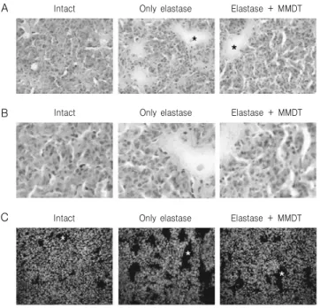 Fig. 6. Histopathological  analysis  of  lung  tissues.  Mice  were  inhaled  with  elastase  (0.4  unit)  once,  and  then  treated  with  MMDT  (400  ㎎/㎏,  p.o)  or  distilled  water  for  7  days
