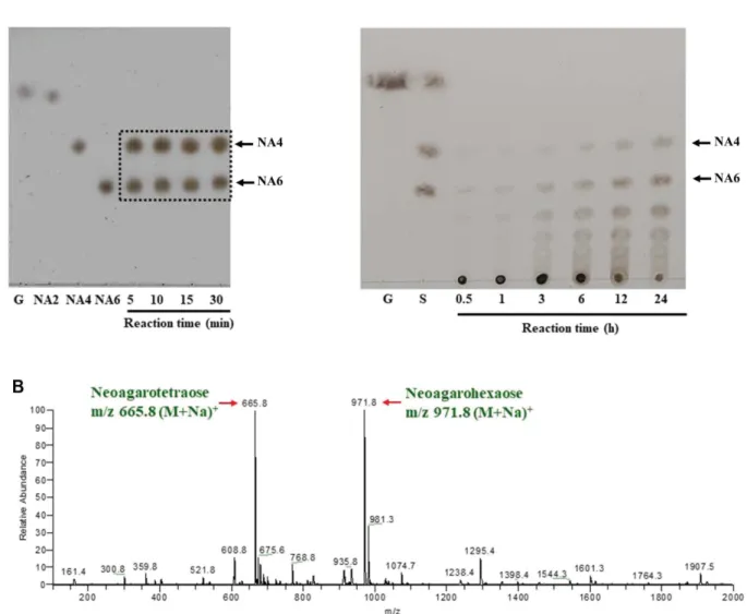 Fig. 4. Analysis of the agarose hydrolysates by agarase AgaJ93. (A) Thin layer Chromatogram of the agarose hydrolysate by agarase AgaJ93 depending on reaction time