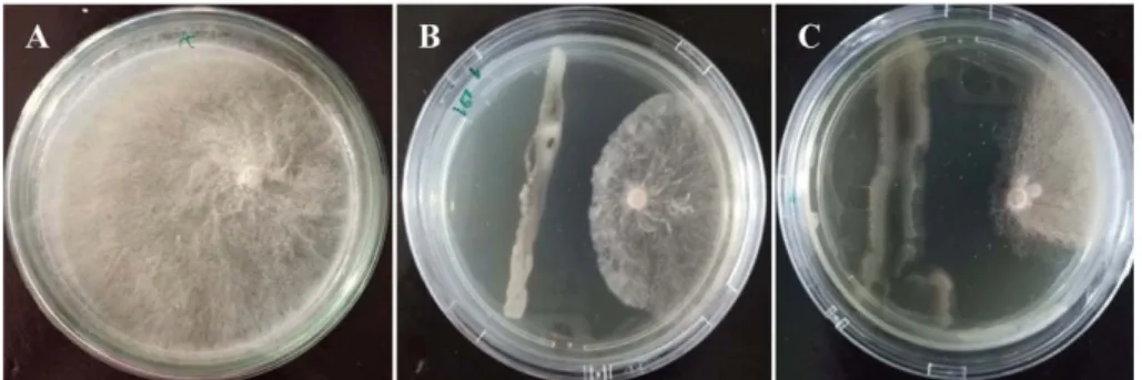 Fig. 2. In vitro antagonism assay. (A) Control, (B) ISO6, (C) ISN7.