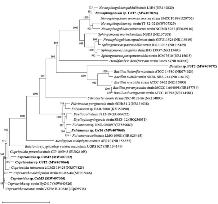 Fig. 1. Neighbor-Joining Phylogenetic trees of the strains CuM5, CdM2, CuT6, CdT2, CdT5 and PbT3 estimated from 16S rRNA sequence