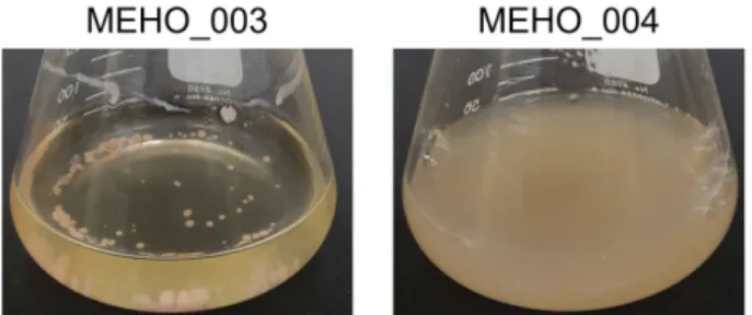 Fig. 2. The growth of Archangium gephyra MEHO_003 and MEHO_004 in liquid medium. The wild type strain MEHO_003 and the dispersion mutant MEHO_004 were cultured in the CYS medium for 5 days