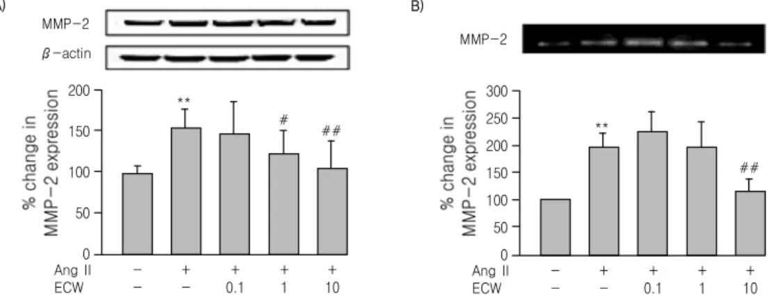 Fig. 5.  Effect  of  ECW  on  Ang  Ⅱ-induced  MMP-2  expression  in  cell  lysates  (A)  and  conditioned  medium  (B)  of  HASMC