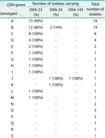 Fig. 1. PCR amplification of sputum isolates to confirm the presence of carbapenemase gene  OXA-51  specific to A.