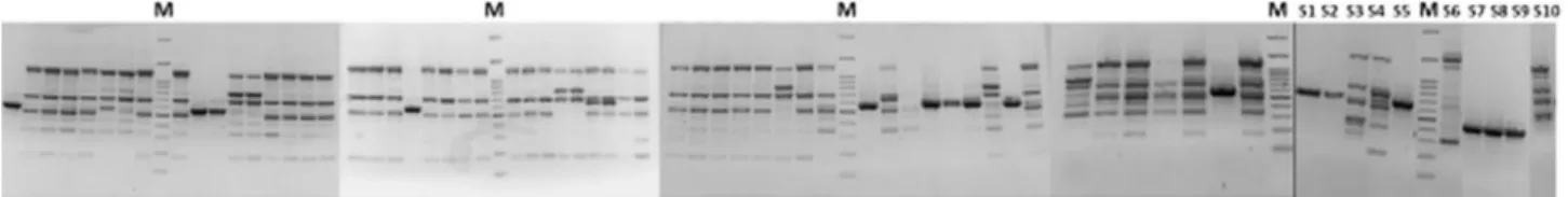 Fig. 3. Dendrogram of 120  A. baumannii isolates based on RAPD-PCR fingerprint. Clustering was performed based on unweighted pair group method with arithmetic mean