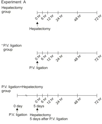 Fig.  1.  Time  table  of  experiment  A  (normal  rat  group).  This  experiment  was  done  on  normal  rat  liver