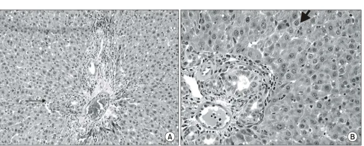Fig.  7.  Changes  of  number  of  BrdU  positive  cells  of  remaining  liver  (Rt.  lobe)
