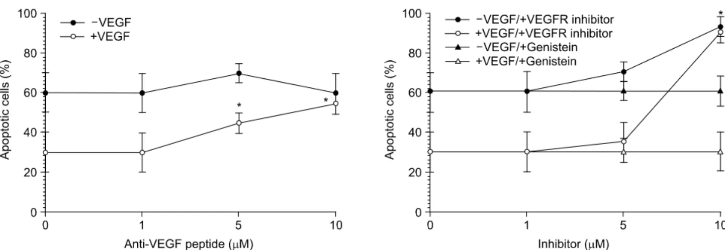 Fig.  4.  Erk  and  p38-MAPK  activation  by  VEGF  in  neutrophils. 
