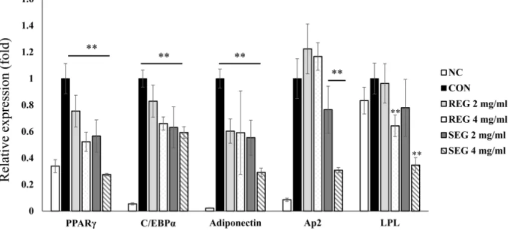 Fig. 4. Effects of REG and SEG on protein expression of adipogenic-related genes in 3T3-L1 adipocytes
