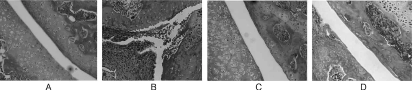 Fig. 5. Histological section of paw joints(Masson-Trichrome staining) from CIA mice A : Normal DBA/1J mouse group