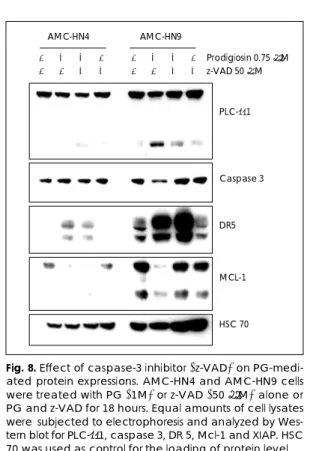 Fig. 10. Effect of DR5 down-regulation on PG induced apoptosis in AMC-HN9 cells. AMC-HN9 cells transfected with DR5siRNA or control siRNA were treated  with PG (0.5 M) for 18 hours