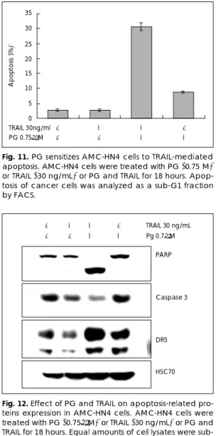 Fig. 11. PG sensitizes AMC-HN4 cells to TRAIL-mediated apoptosis. AMC-HN4 cells were treated with PG (0.75 M) or TRAIL (30 ng/mL) or PG and TRAIL for 18 hours