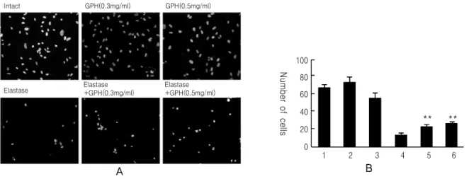 Fig. 1. Hoechst nuclear staining of A549 cells treated with GPH in the presence or absence of elastase