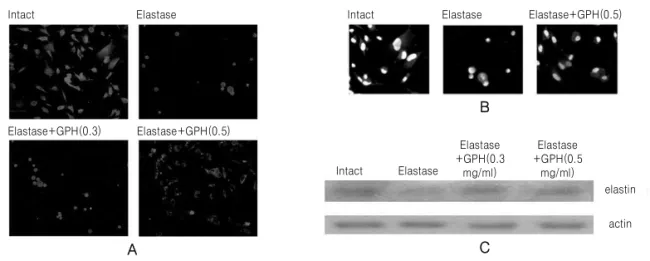 Fig. 3. Histological analysis of caspase 3 protein in A549 cells. (A) Immunofluorescence staining of A549 cells with caspase 3 protein