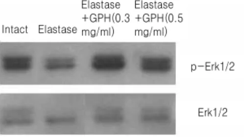 Fig. 5. Western blot analysis of Cdc2 and cyclin B1 proteins in A549 cells. Cell lysate (20 µg) with different treatment were used for western blotting analysis with antiphospho-Cdc2 antibody (A) or anti-cyclin B1 antibody (B).