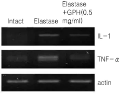 Fig. 6. RT-PCR analysis of IL-1β and TNF-α mRNA expression in A549 cells. Cells were treated with normal saline (intact) or elastase or elastase plus GPH (0.5 mg/ml) for 6 hrs.