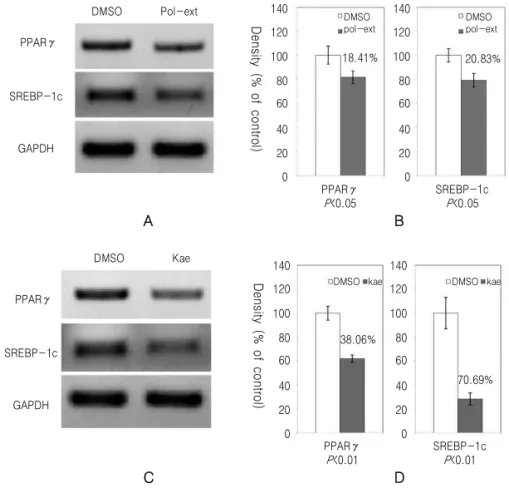 Fig. 5. Polygonati rhizoma (Pr) extract and kaempferol reduce expression of PPARγ and SREBP-1c in 3T3-L1 cell differentiation